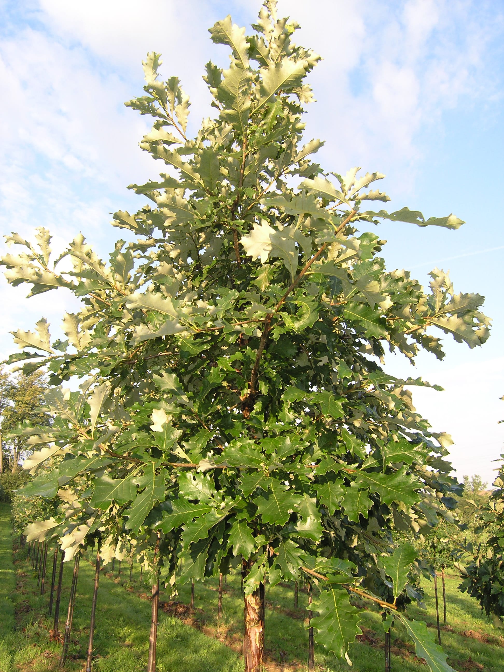 Quercus bicolor